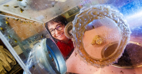 Ana Vélez, associate professor of entomology, directs multiple projects in her lab, researching new genetic tools to help combat the western corn rootworm, one of the world's most devastating crop pests. (Craig Chandler/University Communication and Marketing)